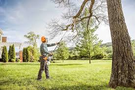 Why Choose Our Tree Removal Services in Hampton, GA?