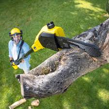 Organic Lawn Care Solutions in Hampton, GA