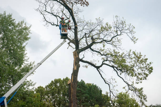 Soil Testing and Treatment in Hampton, GA