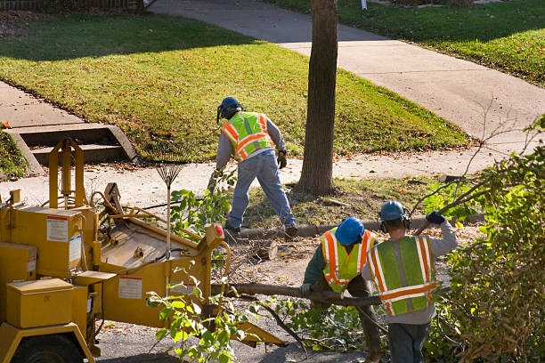 Professional  Tree Services in Hampton, GA